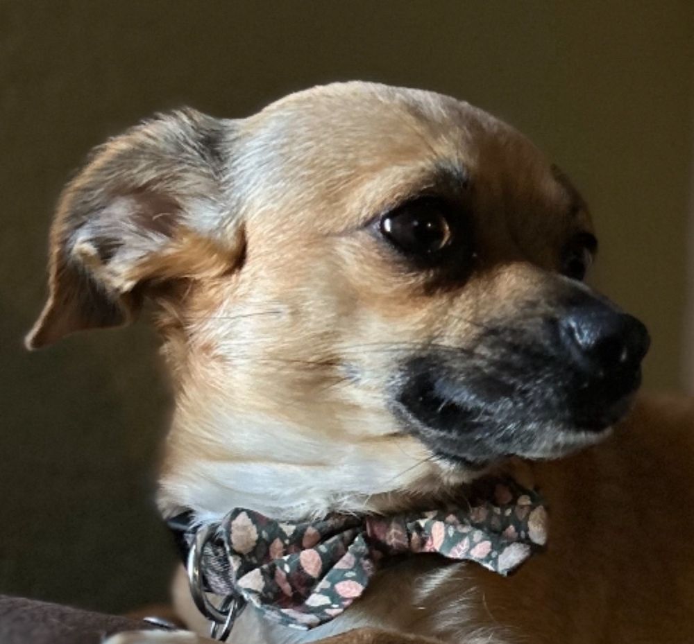 Luis R. L.'s profile image