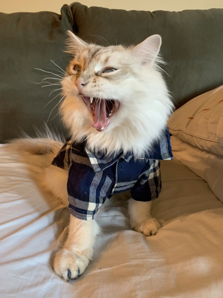 Tommie K.'s profile image