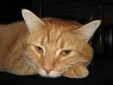 Bee sue S.'s profile image