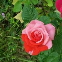 Cici N.'s profile image