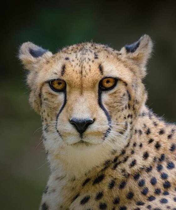 Nikki V.'s profile image