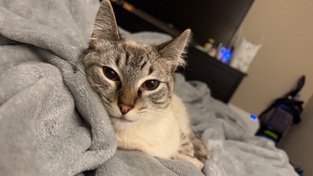 Coco T.'s profile image