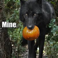 Joe Franco's profile image