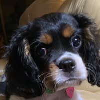 Cookie Wendt's profile image