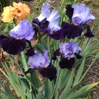 Judy Whitcomb's profile image