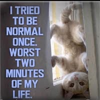Judy Gaudio's profile image