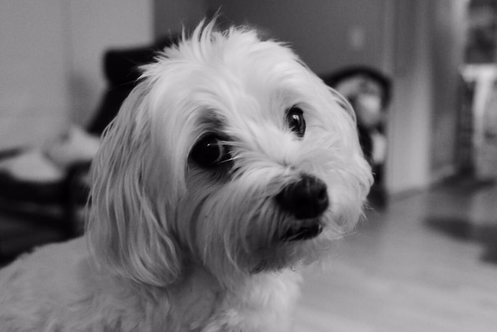 Jesenia H.'s profile image