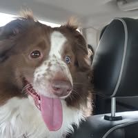 Sylvia Ann's profile image