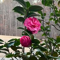 Diana Wilkins-White's profile image
