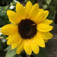 Latebloomers Gardenscapes's profile image