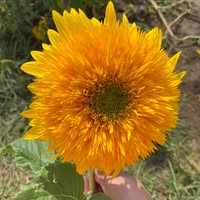 Migdalia J Figueroa-Ballona's profile image