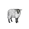 Shepherd's profile image