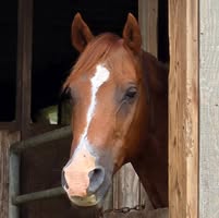 Wendy Riegert Sasdelli's profile image