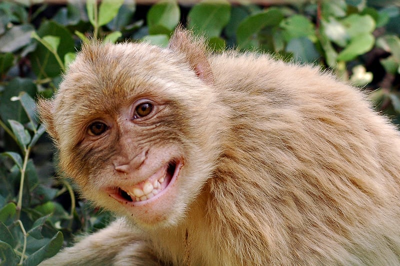 Monkey Girl L.'s profile image