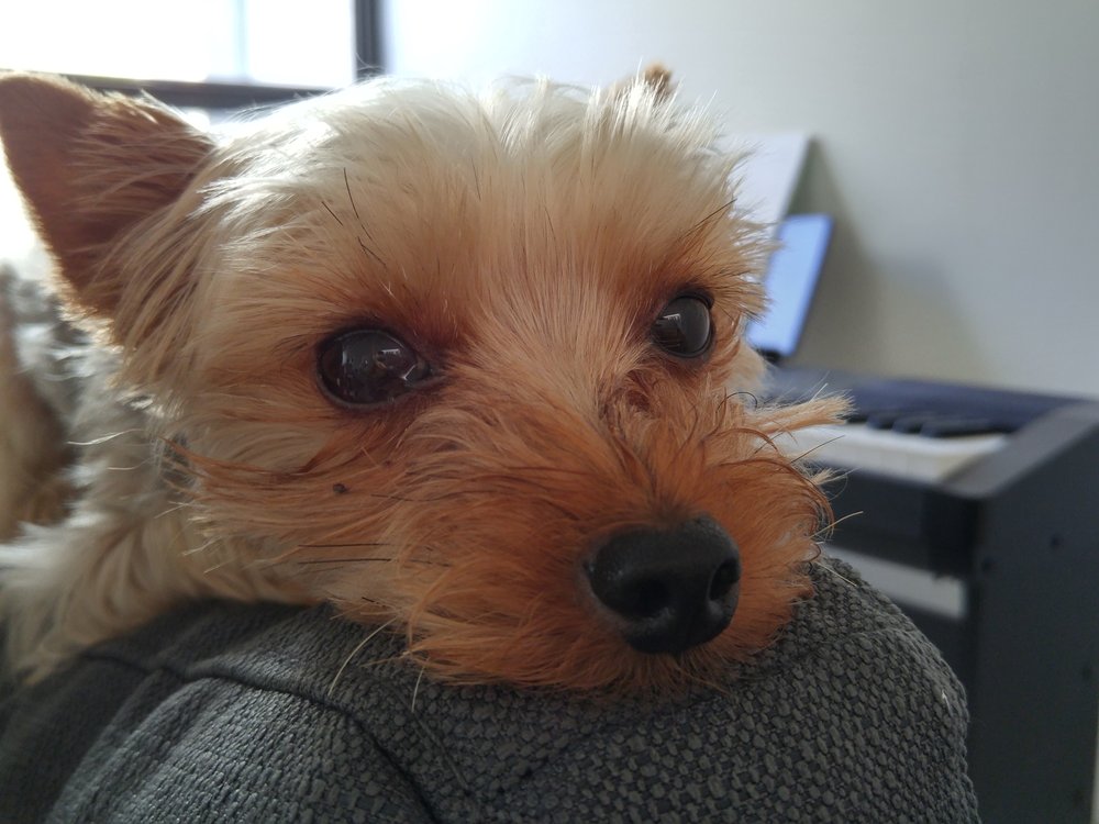 Lauren T.'s profile image