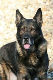 Sarah A.'s profile image