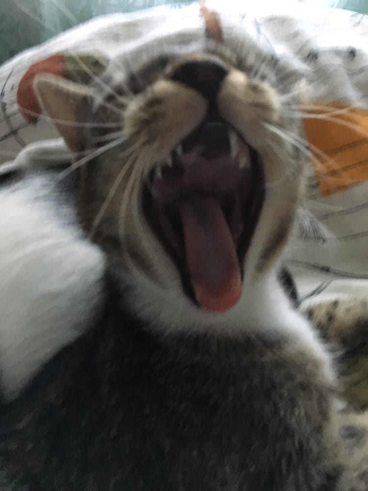 Genevieve C.'s profile image