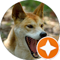 Diego Navez's Profile Image