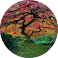 Hollie Di Ciccio's Profile Image