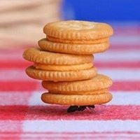 S T.'s profile image
