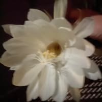 Tracey-Lee Downey's profile image