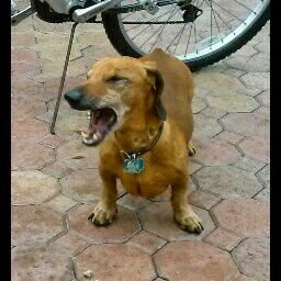 Flavio Quiroz's profile image