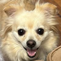 Amy Maxwell's profile image