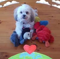 Debra Furler's profile image