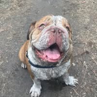 Scottys Carpet Cleaning's profile image