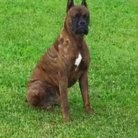 Dave Mccorkle's profile image