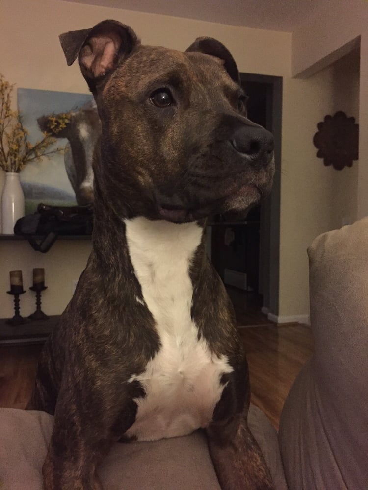 Abby P.'s profile image