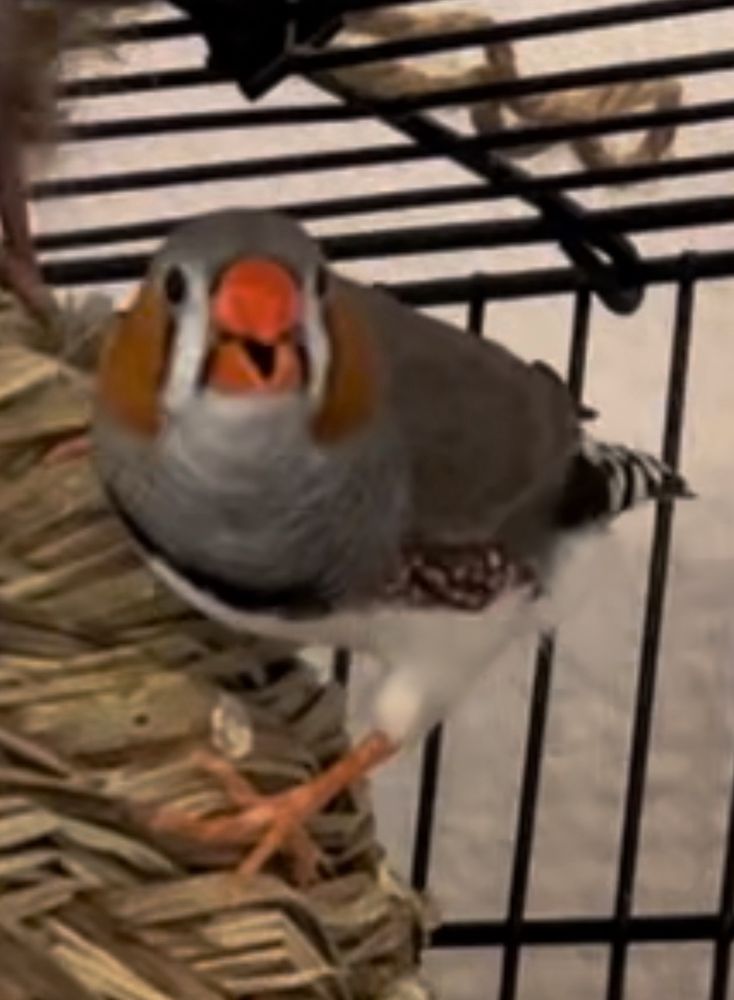 Janelle Z.'s profile image