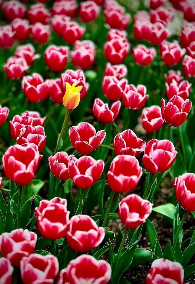 Tiffiny N.'s profile image