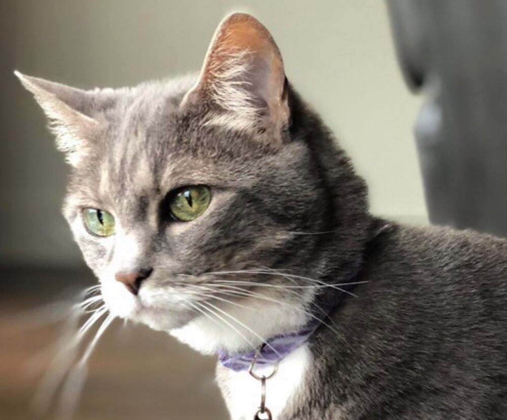 Anne H.'s profile image