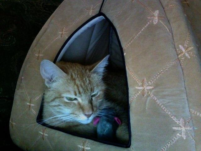 Summer B.'s profile image