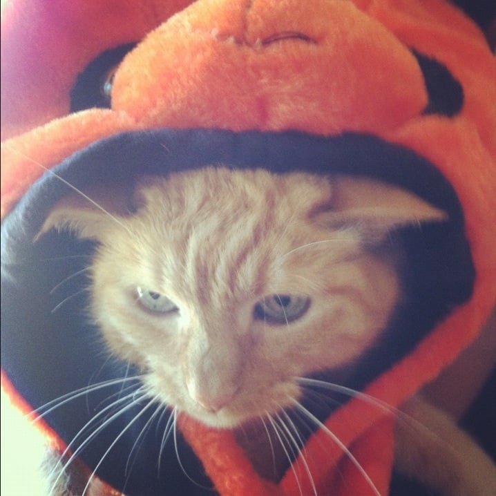 Brownie B.'s profile image