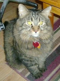 Harry T.'s profile image