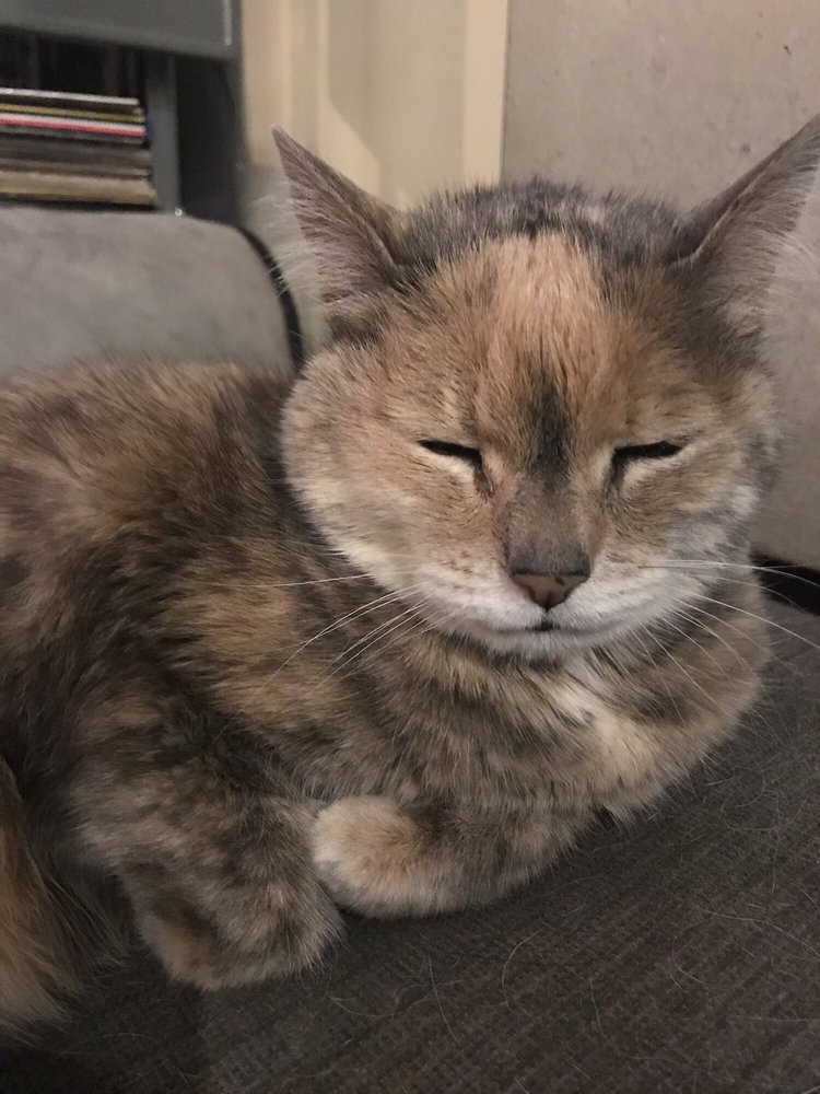 Shannon O.'s profile image