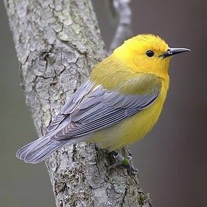 Chris B.'s profile image