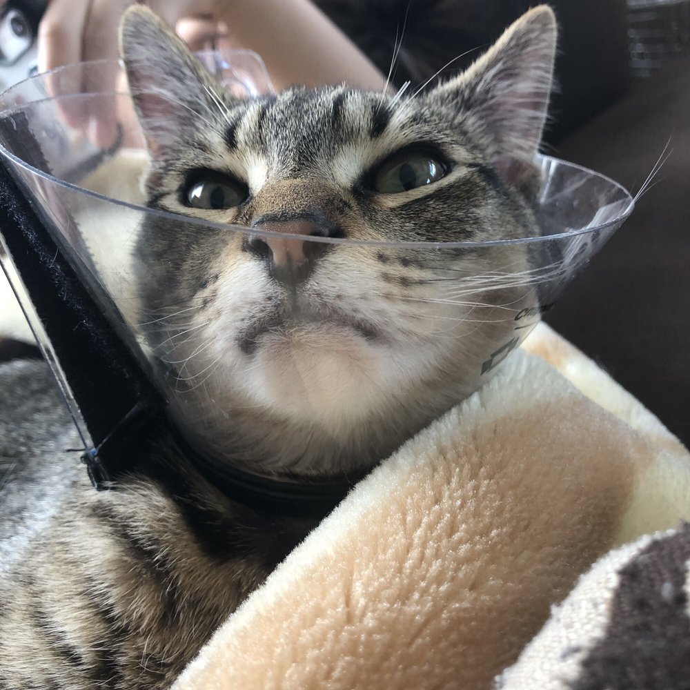 Gia H.'s profile image