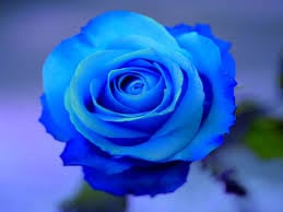 Rose J.'s profile image