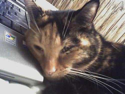 Dawn D.'s profile image