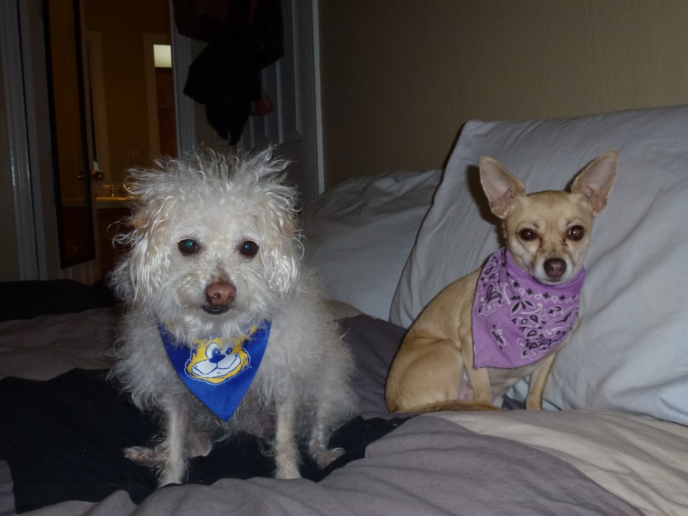 Poquito E.'s profile image