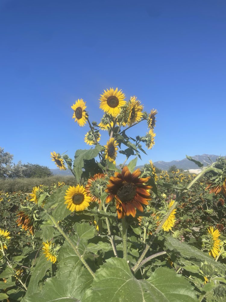 Sid A.'s profile image