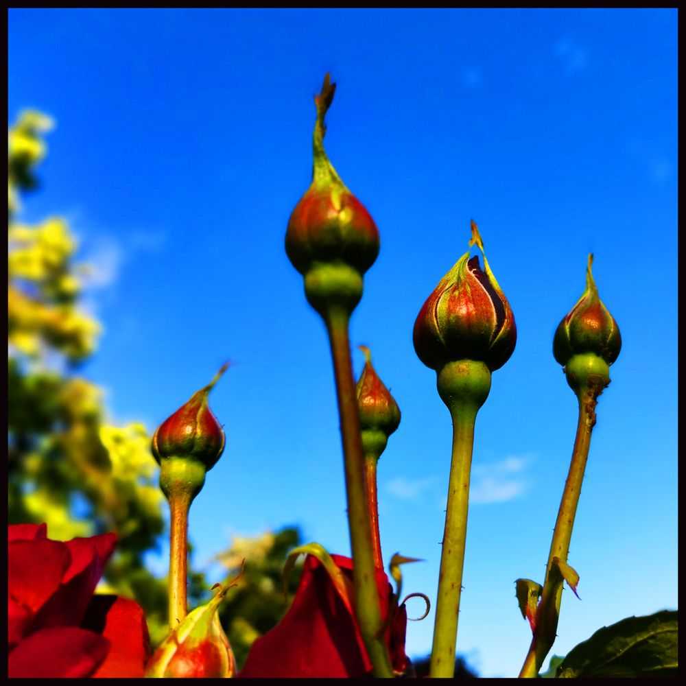 Pham A.'s profile image