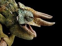 Felecia D.'s profile image