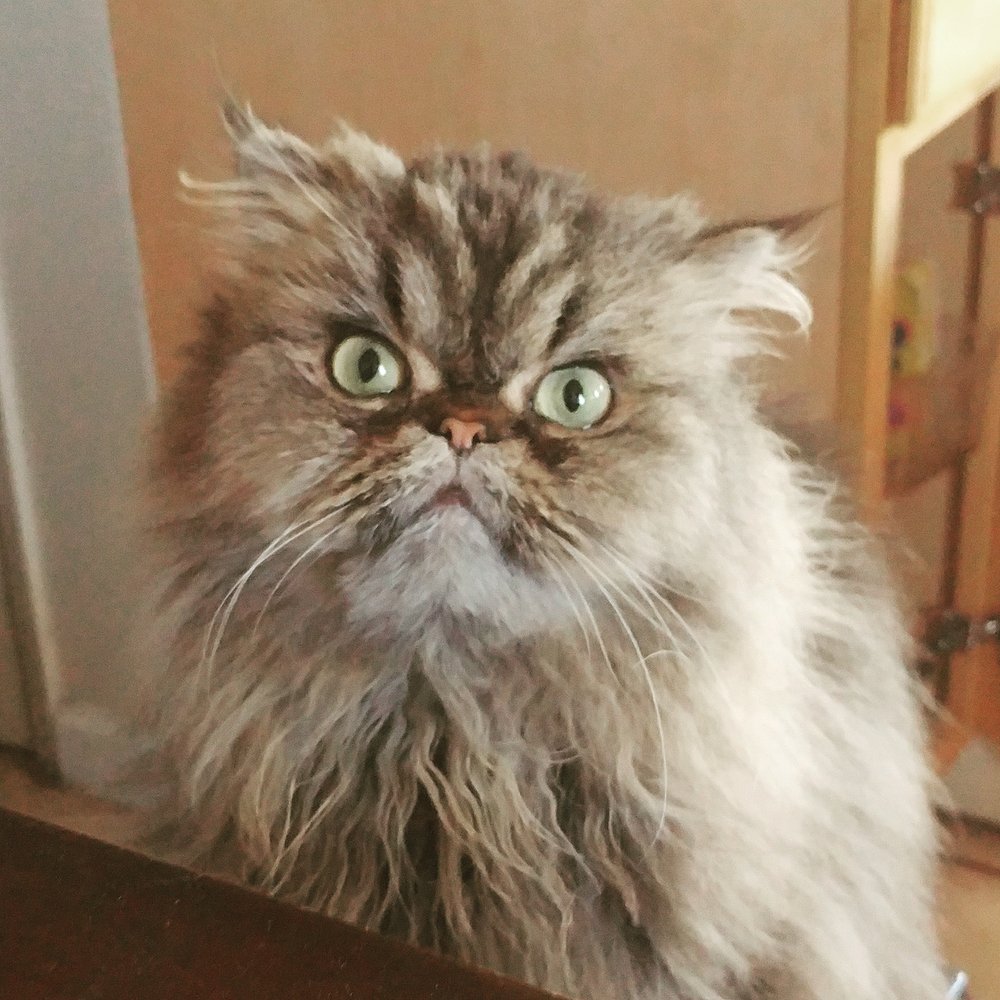 Naomi A.'s profile image