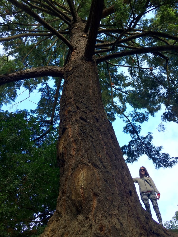 Callye L.'s profile image