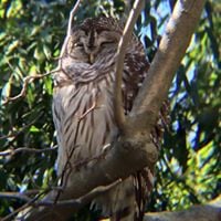 Donna Z.'s profile image