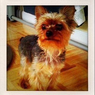 Noodles M.'s profile image